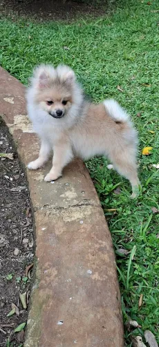 Macho de spitz na troca de pelo