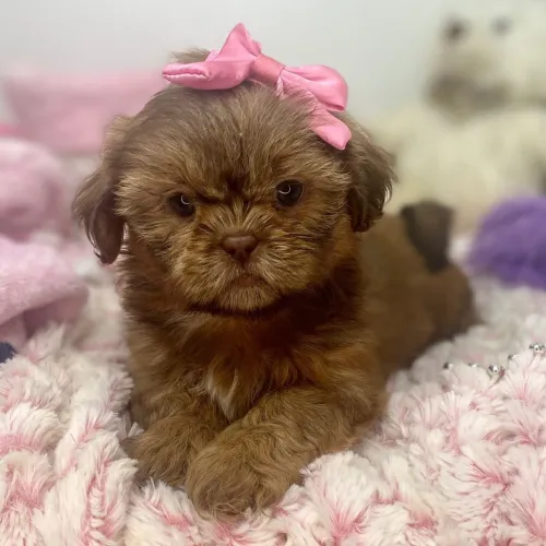 Lhasa Apso/ O companheiro perfeito 