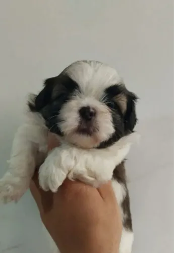 Shih tzu chamar no WhatsApp *