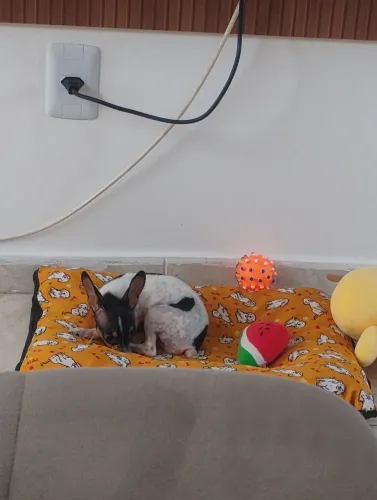 Pinscher