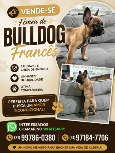 Vendo Filhote de Bulldog Francês
