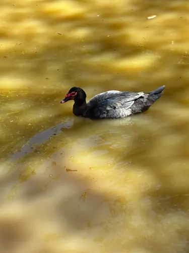 Pato macho