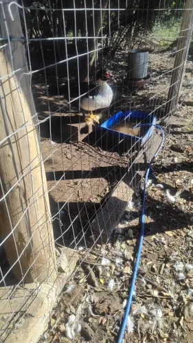 Pato