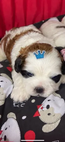 Filhote de lhasa apso para reserva 