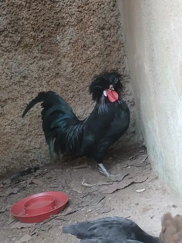 Galo polonês novo 1 ano 