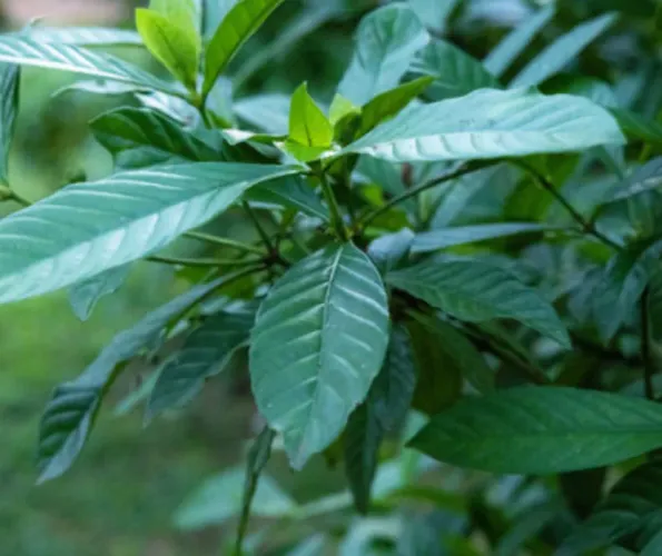 Muda pé de Ayahuasca 100 reais
