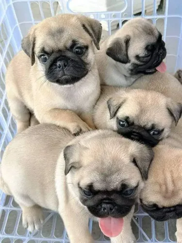 Pug Entre em contato para saber mais sobre este filhotinho