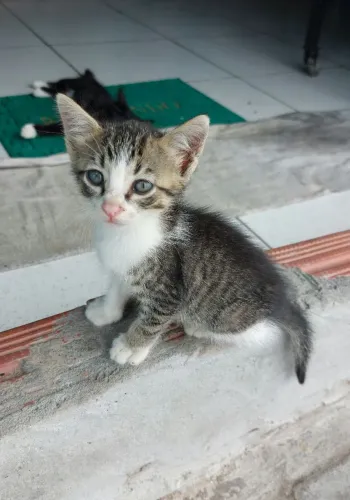 Gato para adoção 