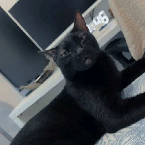 Adoção Responsável - Gato