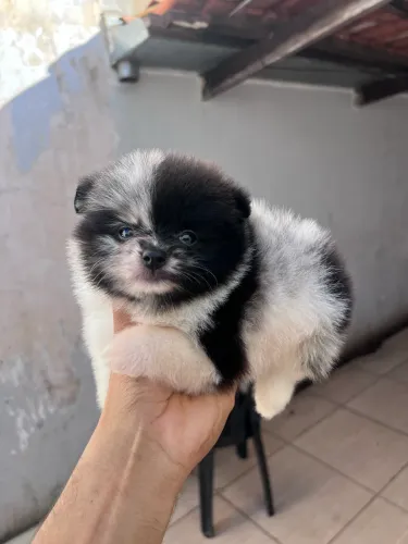 Macho de Lulu da pomerania