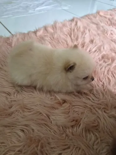 Lulu da Pomerania 