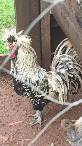 Galos