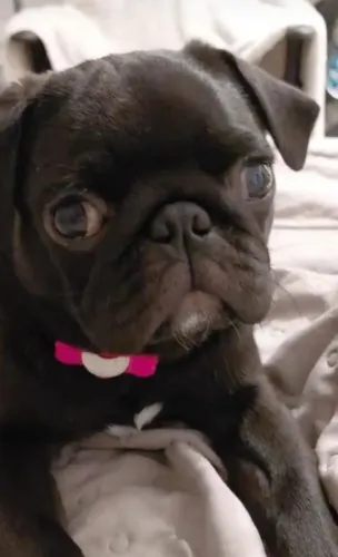 Cachorro porte pequeno
