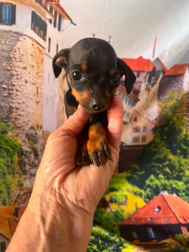 Pinscher zero vendas lindos filhotes 