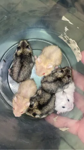 Hamster Anao Russo