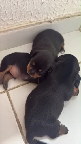 Cachorro PINCHER