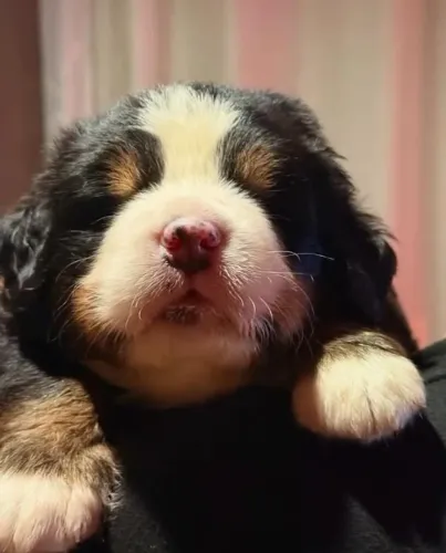 Filhotes de Bernese | Alegria em cada instante.