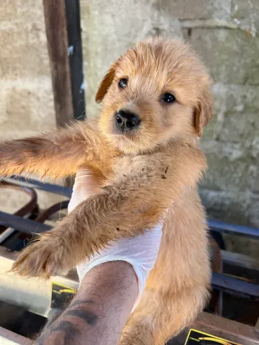 Filhote 47 dias vermifugados e vacinados golden retriever