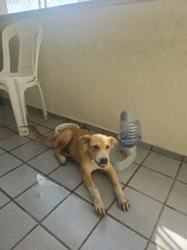 Doação responsável cachorrinho misturado