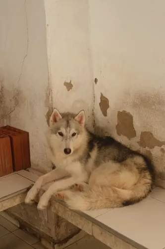 Husky Siberiano Puro 7 meses