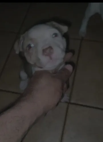 Vendo filhotes de pitbull red nouse pura , femea 