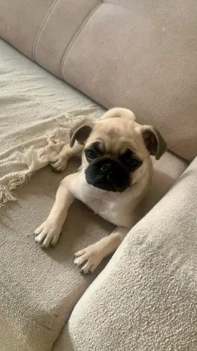 Pug fêmea 