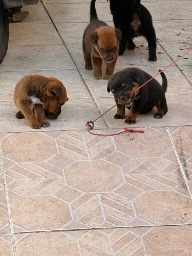 Lindos filhotes - Rottweiler com Boiadeiro Australiano