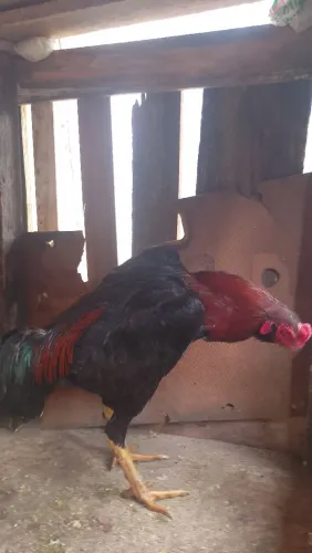 Vendo frango índio barbudo