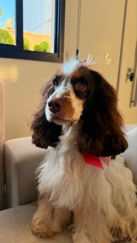 Vende-se cocker spaniel fêmea