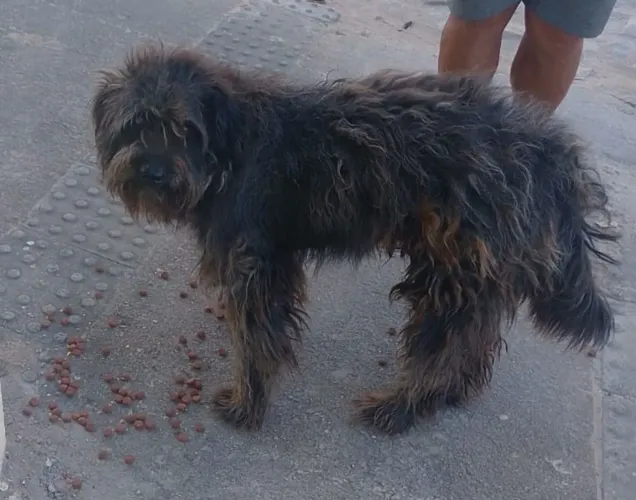 Cães para adoção