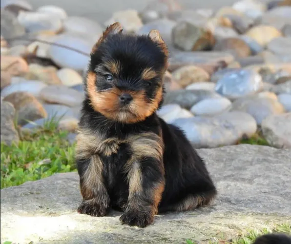 Lindos bebês yorkshire terrier micro com pedigree!