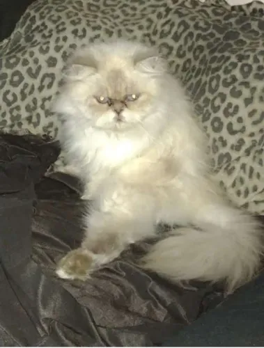 gata persa pelo longo olhos azul