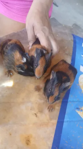 Porquinho da índia macho