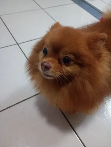 Procuro cachorro femea filhote