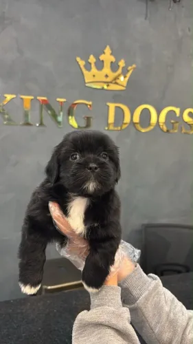 Filhotes de Shih Tzu | Carinho e Companhia Para Sua Família