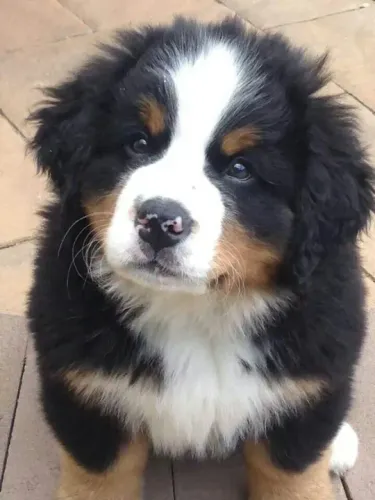 Bernese para quem procura um amigo leal