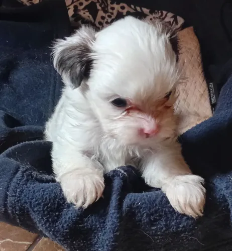 Vendo filhotes de shits