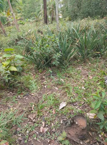 2 lindos hectares nascente própria casa habitavel