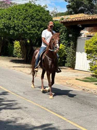 Mangalarga Marchador registrado LIRICO EF (Neto do famoso FATOR)