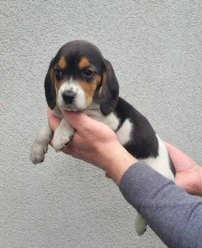 Beagle Tricolor: Beleza e Charme em um Só Cachorro!