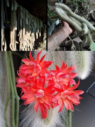 Cacto rabo de macaco (Pendente)