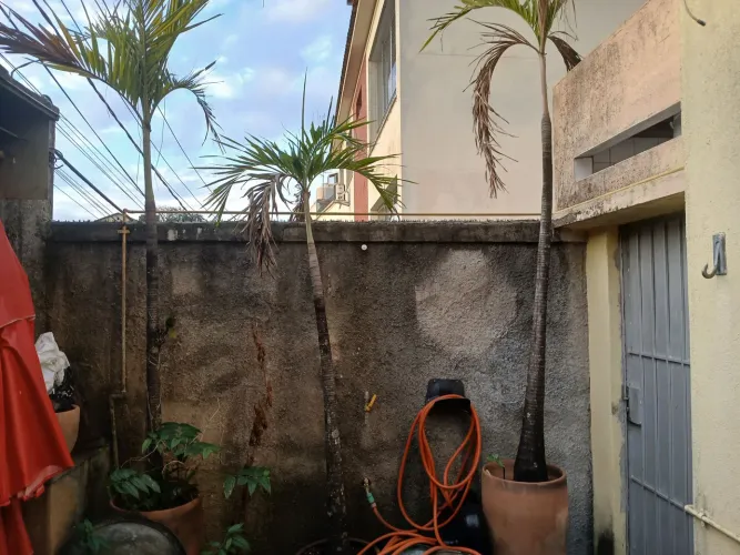 Palmeiras ornamentais para jardim palmeiras imperial