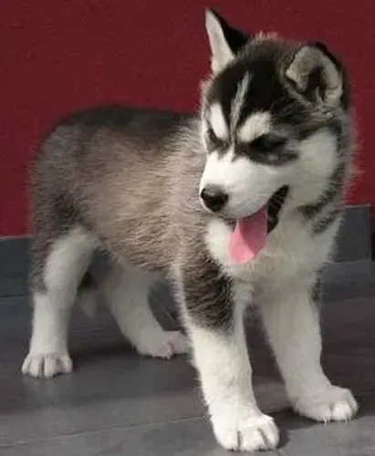 Filhote Husky Siberiano acinzentado e branco meigo e carinhoso 