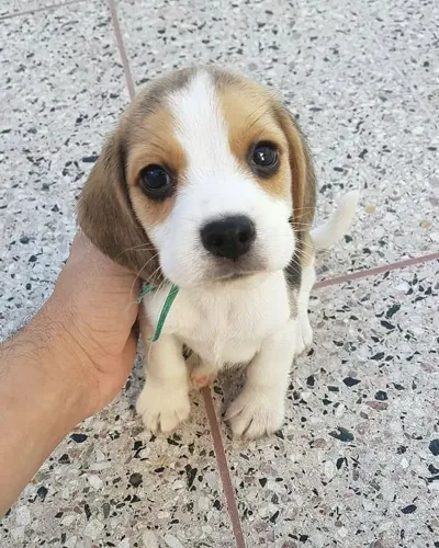 Beagle Machinho 