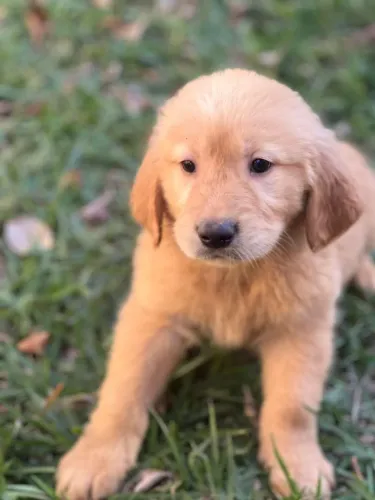 Golden Retriever filhote