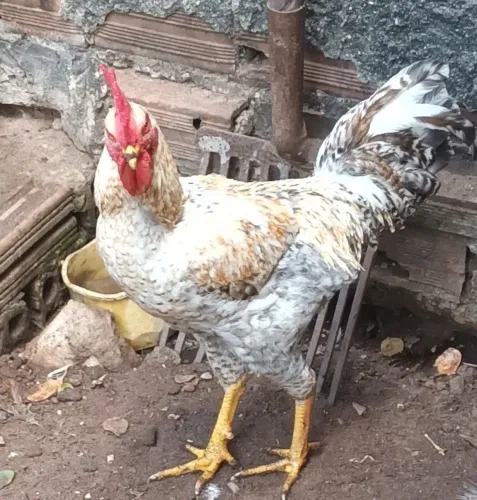 Vendo galos caipira, frango e pintos de raça caipira. 