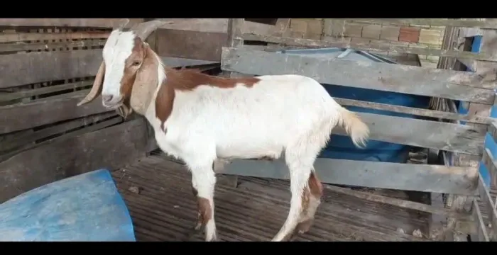 Bodes e cabras de raça para venda temos cores variadas 