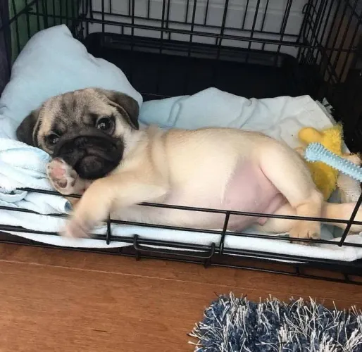 Pug filhote disponível quem disse que ser gordinho não é bonito 