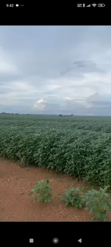 Fazenda arrendamento 2.300 hec plantando em Água Boa MT. Grade na descrição argila alta