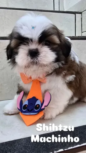 Shih Tzu Machinho - Filhote Charmoso e Adorável!